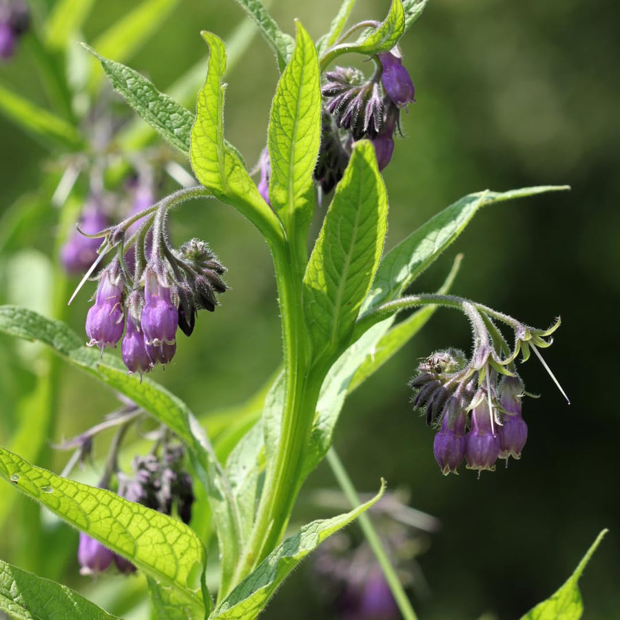 Set of 15 Bocking 14 Comfrey Live Root Cuttings, Comfrey Starter Roots, Hardy Perennial Herb for Home Gardens and Outdoor Planting