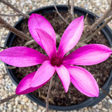 Ann Magnolia Tree Live Plant in 2.5 Inches Pot, Dormant in Winter, 6-12 Inches in Tall, Ornamental Spring Flowering Tree, Outdoor