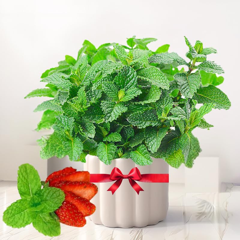 TANKDA Sets 2 Live Mint Plants Herb No Pot, Fresh Strawberry Mint for Indoor Outdoor Growing, Spring Planting, 5-9" in Tall