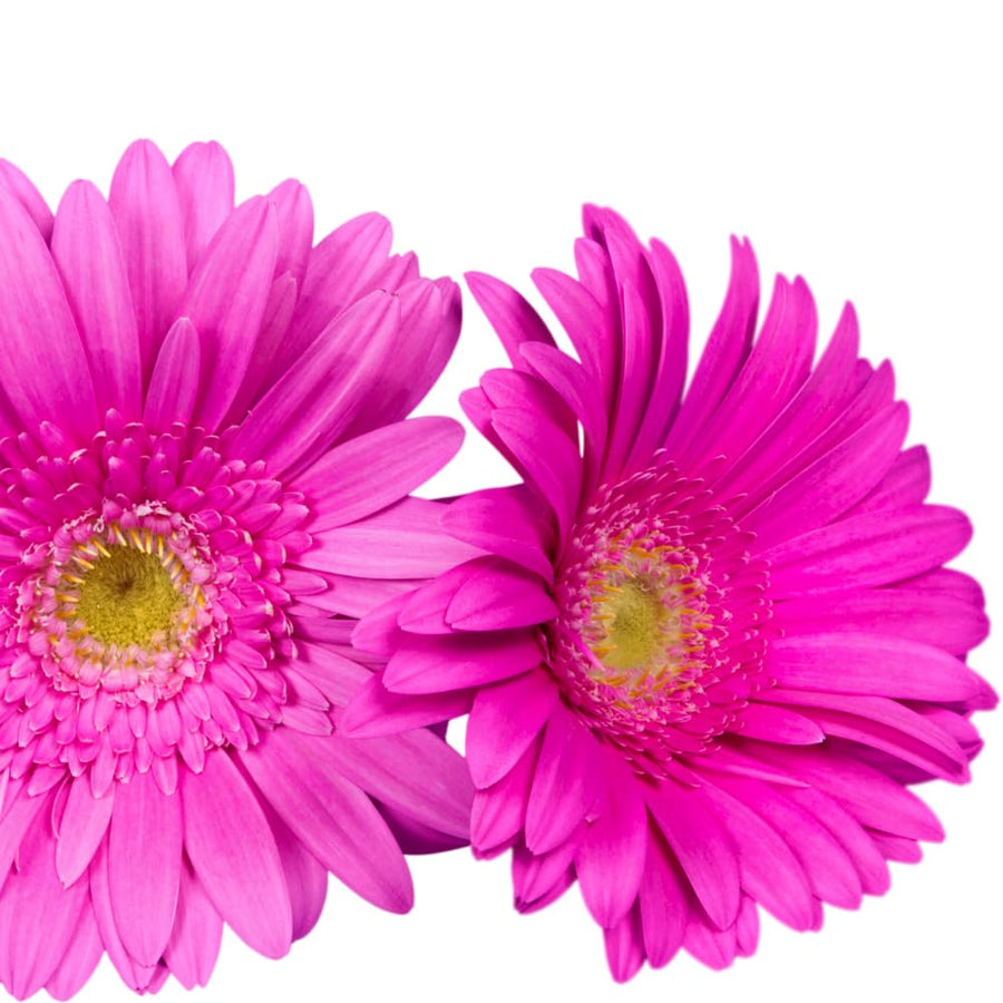 Daisy Plants Live, Pink Gerbera Daisy Live Plants, 3 to 6 Inc Tall, Daisy Flower Plants Live, Live Daisy Plants, 1 Plant