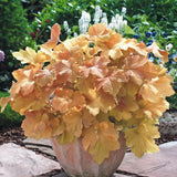 3 Coral Bells Heuchera Perenial Live Plants, Assorted Seasonal Leaves Color Change, Well-Rooted 5-9 Inc Tall, No Pot