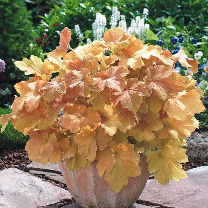 3 Coral Bells Heuchera Perenial Live Plants, Assorted Seasonal Leaves Color Change, Well-Rooted 5-9 Inc Tall, No Pot