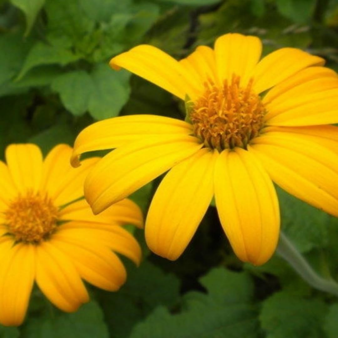 Mexican Sunflower Plant - 10-14 inches Tall in 4-inch Pot, Beautiful Orange Blooms, No CA