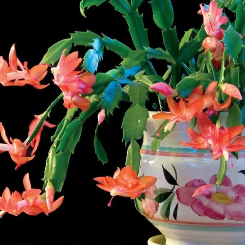 2 Live Orange Christmas Cactus Plants, Orange Christmas Cactus Plants Live, 4 to 6 Inch, Bare Root, Perennial Flower Holiday Succulent Plant, No Pot