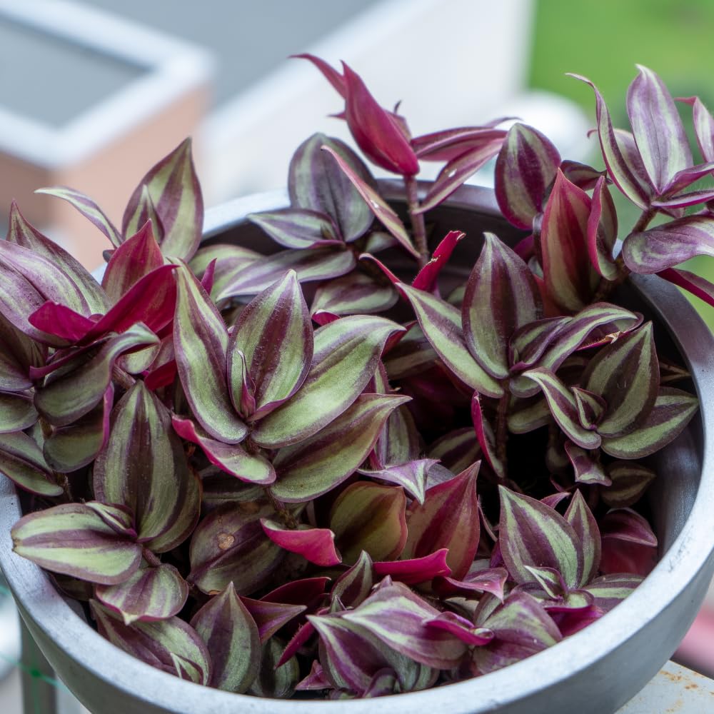 Purple Wandering Jew Live Plant, Tradescantia Zebrina, 4 Inch Pot for Planting, Indoor Houseplant