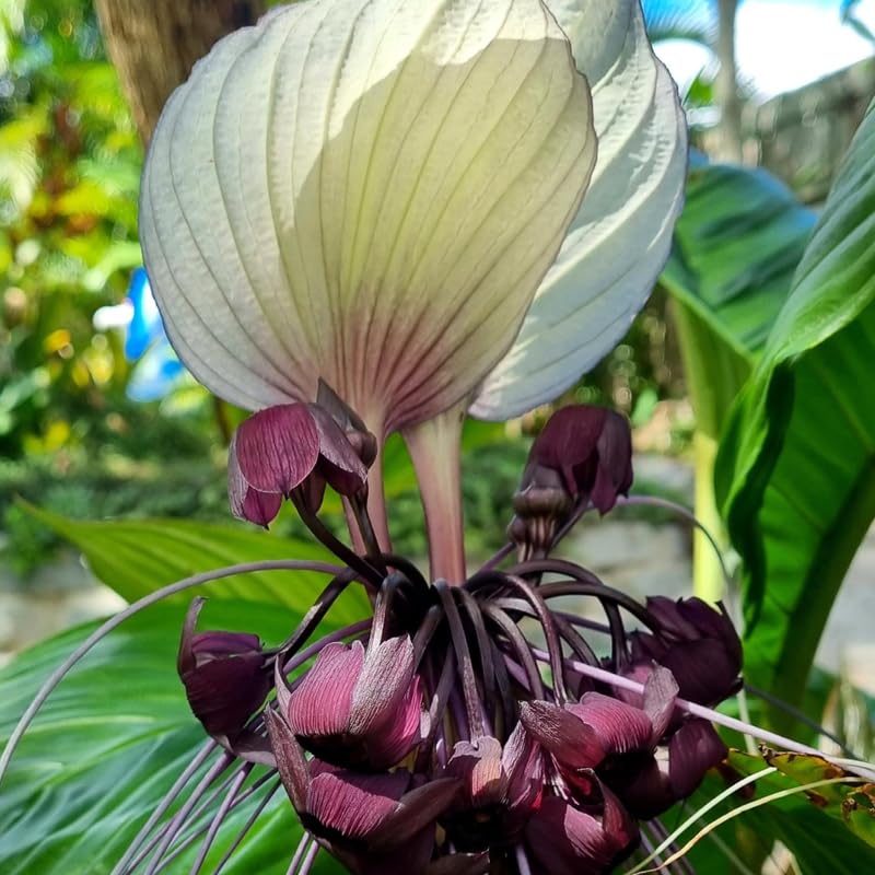 Pack 2 White Tacca Chantrieri Plants Live, Black Orchid Bat Flower 3-6 Inches, Indoor Houseplant, Outdoor Planting