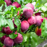 Wild Plum Tree Live Plant 12 to 24 Inch Tall, Bareroot, Dormant Plum Plant Live for Planting, Dark Red Plum Tree Plant Ready to Grow