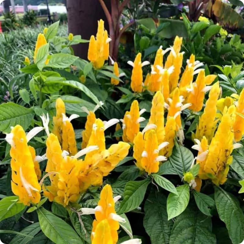 Yellow Shrimp Plant Live, 4-9" Tall, Tropical Houseplant Well-Rooted