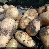 Russet Potato Seeds for Planting, Seed Potatoes for Planting, 2 Pounds, Heirloom, Vegetable Live Plant Easy to Plant, Potato Tuber Bulbs