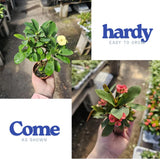 Red Euphorbia Milii Crown of Thorns Plant Live, 4" Potted Succulent Plant Live, Outdoor Indoor Gardening, Crown of Thorn Live Plant, Very Hardy