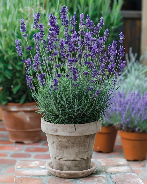 Lavender Plant Live in 3'' Pot, Fragrant Lavender Flowering Herb for Indoor Outdoor Planting, Ready to Grow (Purple Lavender)