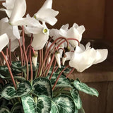 Live White Cyclamen Plant, Cyclamen Flower Live Plant, Hardy Indoor Flowering Houseplant 5-7 Inches Tall,Ready to Grow