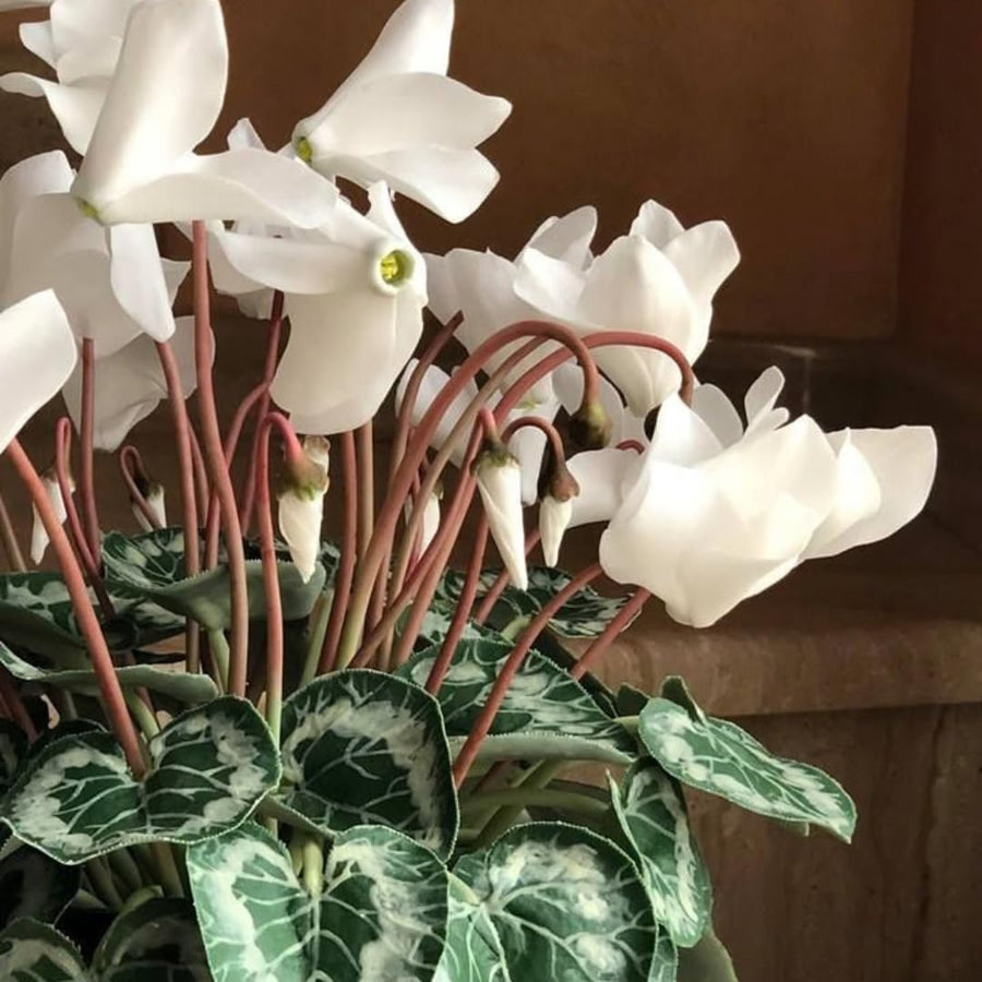 Live White Cyclamen Plant, Cyclamen Flower Live Plant, Hardy Indoor Flowering Houseplant 5-7 Inches Tall,Ready to Grow
