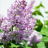 Lavender Lilac Bush Live Tree Plant, 1 Year Old Tree for Planting, 6 to 12 Inches in Tall, Hardy Shrub, Dormant in Winter, Lavender Purple Lilac