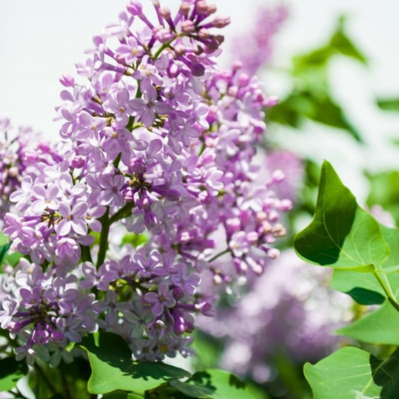Lavender Lilac Bush Live Tree Plant, 1 Year Old Tree for Planting, 6 to 12 Inches in Tall, Hardy Shrub, Dormant in Winter, Lavender Purple Lilac