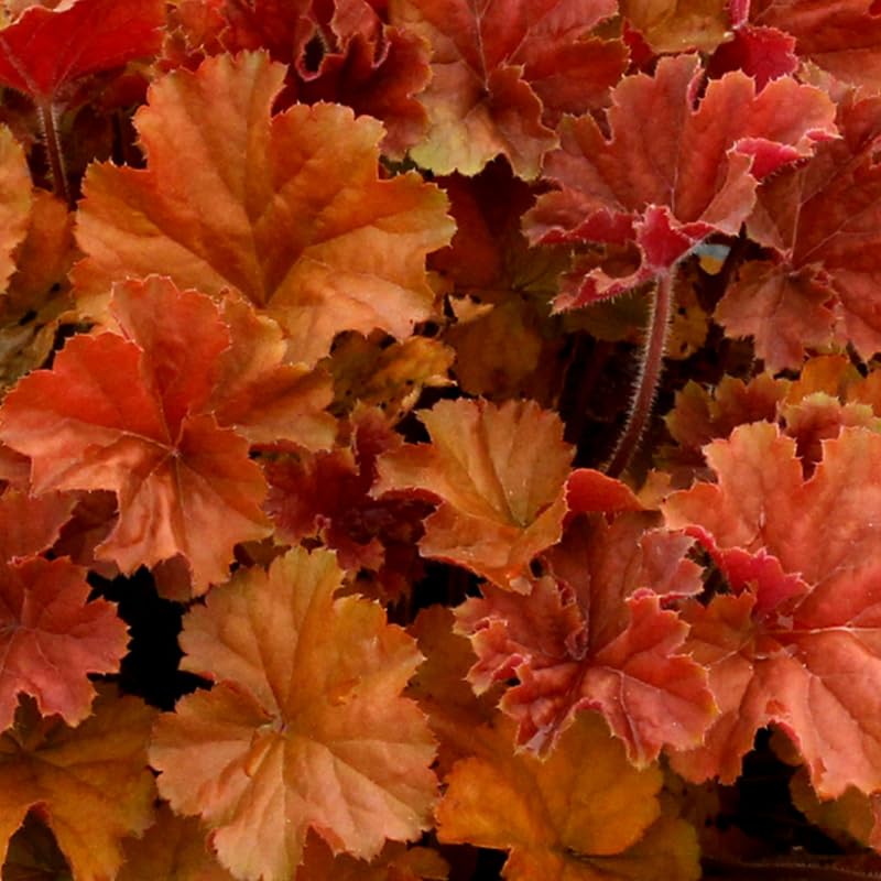 Heuchera Live Plant, Coral Bells Shrubs Perennial, Well Rooted Plants 4-7 Inch Tall