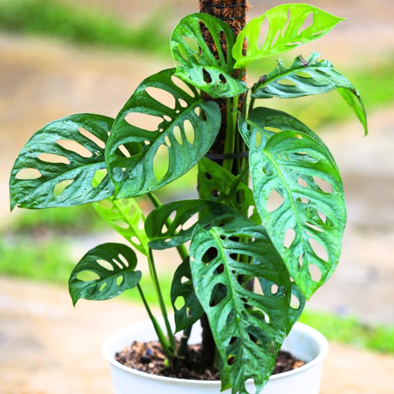 Monstera Plant Live, Swiss Cheese Live Indoor Houseplant, Tropical Split-Leaf Plant for Home Office, 5-8" Tall, No Pot