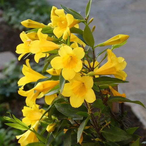 Yellow Jasmine Plant, Fragrant Jasmine Flower Vine 4-8 Inches Well Rooted for Container, Hanging Basket Growing