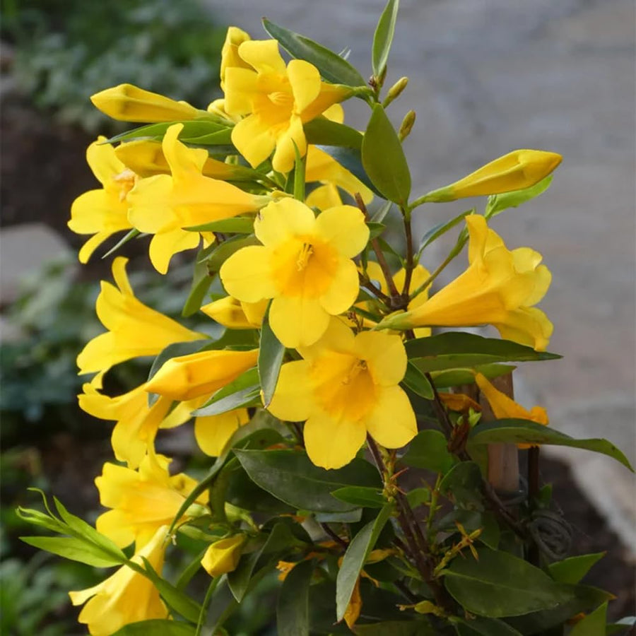 Yellow Jasmine Plant, Fragrant Jasmine Flower Vine 4-8 Inches Well Rooted for Container, Hanging Basket Growing