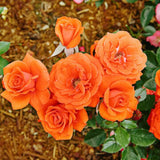 Miniature Rose Plant, Live 3.5” Potted Rose, Compact, Colorful Flowering Rose Bush for Indoor Outdoor Gardens (Orange)