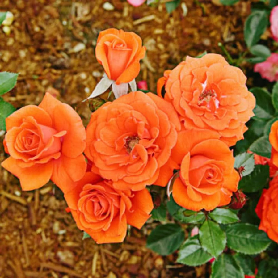 Miniature Rose Plant, Live 3.5” Potted Rose, Compact, Colorful Flowering Rose Bush for Indoor Outdoor Gardens (Orange)