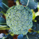 4 Broccoli Plants Live, Vegetable Plant Live, Live Broccoli Plant Gardening Indoor and Outdoor Growing, 4 Inc Potted, 3 to 6 Inc Tall Plant