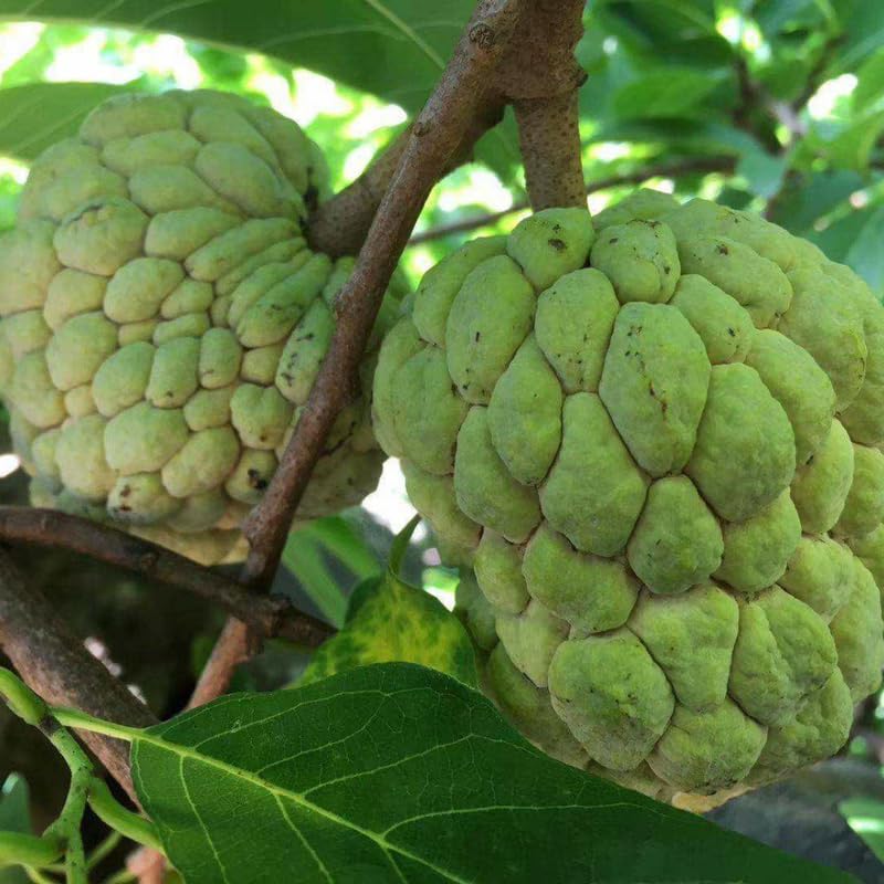 Sugar Apple Tree Plant - 8-10 inches Tall in Half-Gallon Pot, Delicious Tropical Fruit for Zones 9-11, No CA
