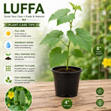 2PPP Luffa Plants Live Plants, Luffa Vegetable Plant 4-8" Tall in 4" Pot, Loofah Plant, Fast Growing Vine Plant, Edible Garden for Growing