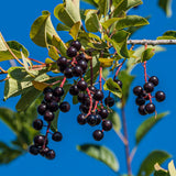 Set 2 Chokeberry Plant Live, Black Chokeberry Live Plant for Home Garden, 2-3 Years Old Bare Roots, Black Berries Shrub, 14 to 16 Inches Tall