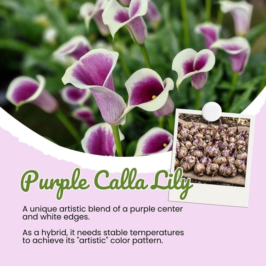 Set 3 White Purple Calla Lily Bulbs for Outdoor Planting, Ornamental Flowers for Patio Pots, Landscape Borders and Garden, Flower Bulbs for Growing