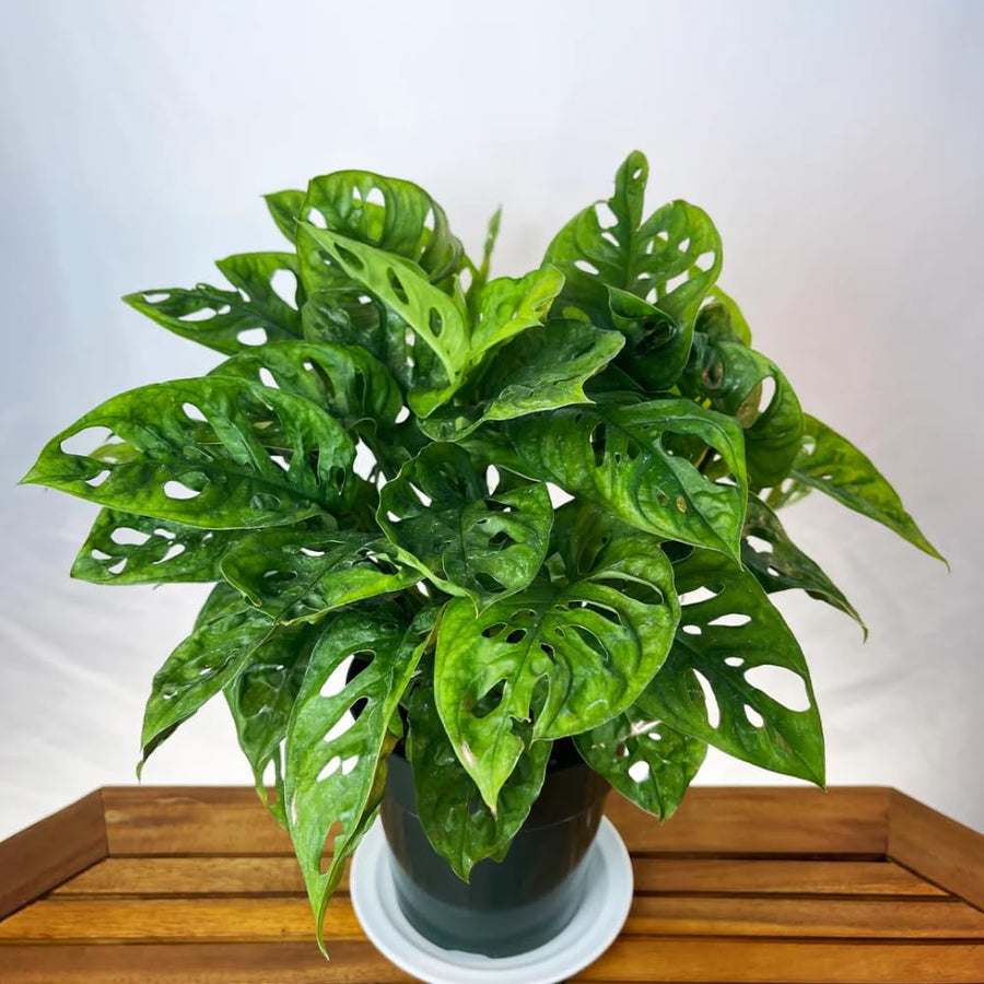 2 Monstera Plants Live, Swiss Cheese Philodendron Plant, Ornamental Tropical Well-Rooted, 4 to 5 Leaves for Indoor Houseplant (Monstera Swiss Cheese Narrow Leaf)