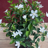 Set 2 Snow Jasmine Plants Live, Jasmine Starter Plugs 3-5 Inches, Fragrant Jasmines Trailing Vine for Garden or Container