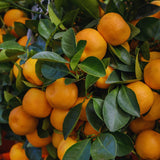 Calamondin Tree Live Plant, Calamansi Plant Live from 3 Feet to 4 Feet Long, Gardening Outdoor