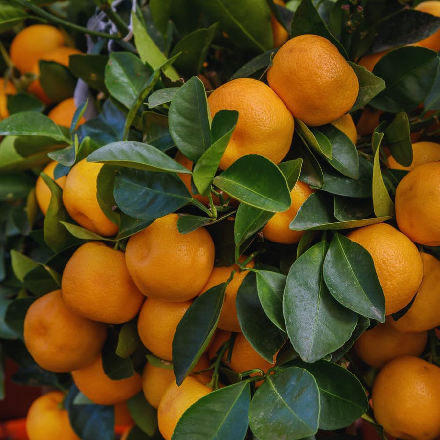 Calamondin Tree Live Plant, Calamansi Plant Live from 3 Feet to 4 Feet Long, Gardening Outdoor