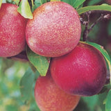 Set of 2 American Plum Trees Plants Live for Planting, 9" to 16" in Height, Bare Roots, Dormant in Winter, Outdoor Gardening, Zones 5-9