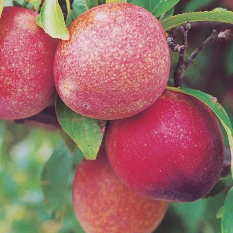 Set of 2 American Plum Trees Plants Live for Planting, 9" to 16" in Height, Bare Roots, Dormant in Winter, Outdoor Gardening, Zones 5-9