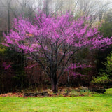 Dormant Redbud Plant Live Trees Outside, 2-3 Ft Redbud Trees Live Plants, Early Spring Blooms, Purple Flowers Bloom, Red Bud Tree for Planting