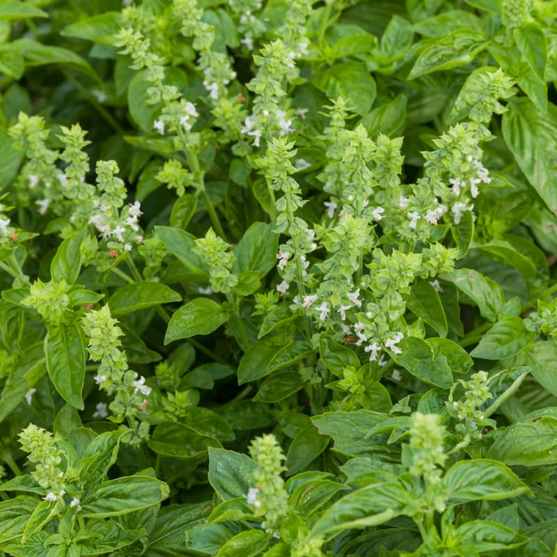 Sweet Basil Plants Live in 3 Inch Pot - Set 2 Pots, Live Basil Plant for Planting, Perennial Fragrant Herb Plant for Containers, Home Garden