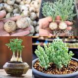 Albuca Bulb, Rare Spiral Leaf Succulent, Not Plant Live, Curly Grass Easy Care Indoor Plant, 1 Count