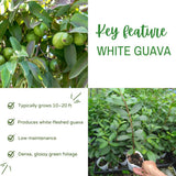 White Guava Tree Live Plant, Guava Plant Live, 8 to 10 Inches Tall, Sweet Tropical Fruit Tree for Indoor Outdoor Growing