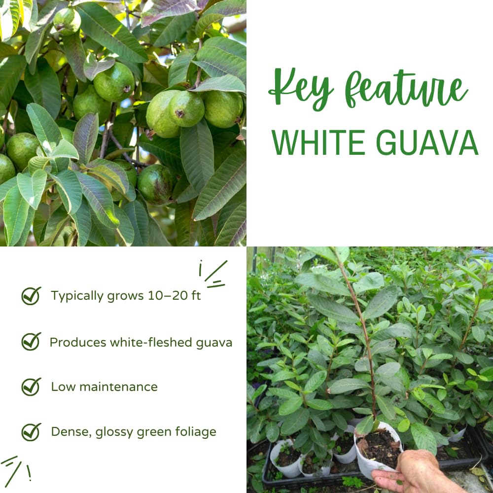 White Guava Tree Live Plant, Guava Plant Live, 8 to 10 Inches Tall, Sweet Tropical Fruit Tree for Indoor Outdoor Growing