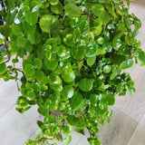 4 Swedish Ivy Plants Live House Plants, Plectranthus Plant for Gardening, 4 to 6 Inc Tall Live Plant