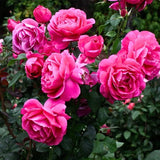 Pink Mini Rose Plant Live, Miniature Rose Bush in 3" Pot, Indoor Outdoor Flowering Plant, Compact Live Rose for Gifts and Gardens