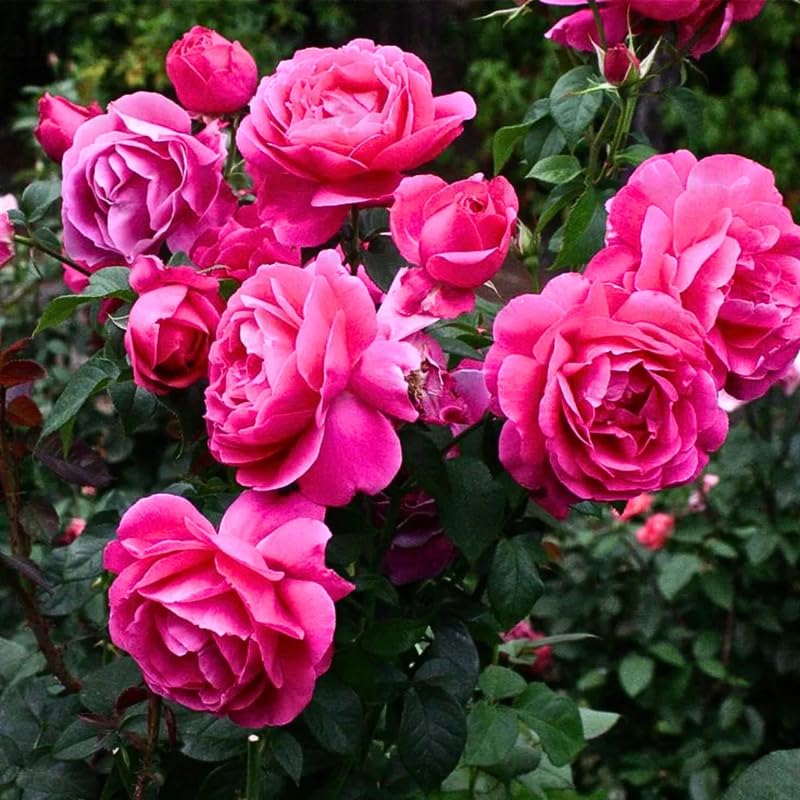 Pink Mini Rose Plant Live, Miniature Rose Bush in 3" Pot, Indoor Outdoor Flowering Plant, Compact Live Rose for Gifts and Gardens