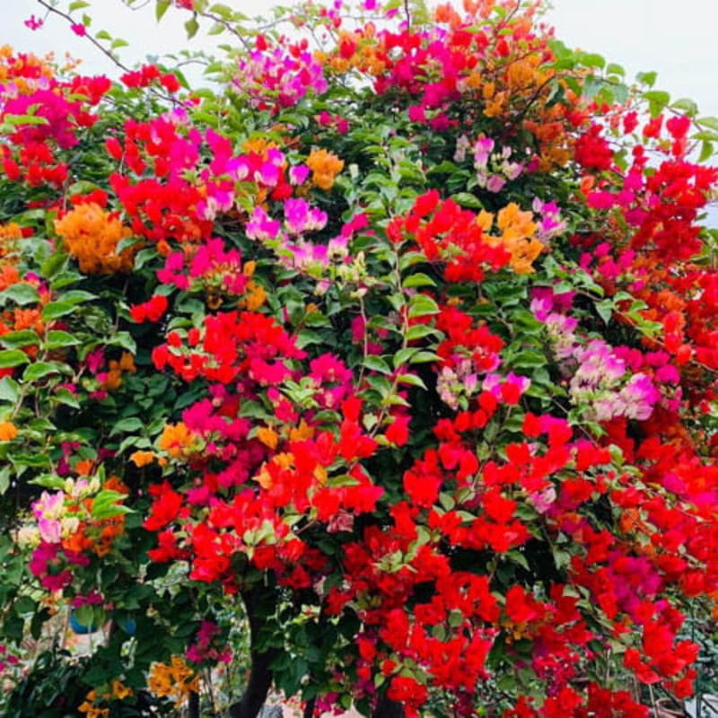 2 Bougainvillea Plants Live, Trailing Flowering Vines, 5-9” Tall, Well-Rooted Bougainvillea Trees for Outdoor Garden or Patio (Multicolor Bougainvillea)