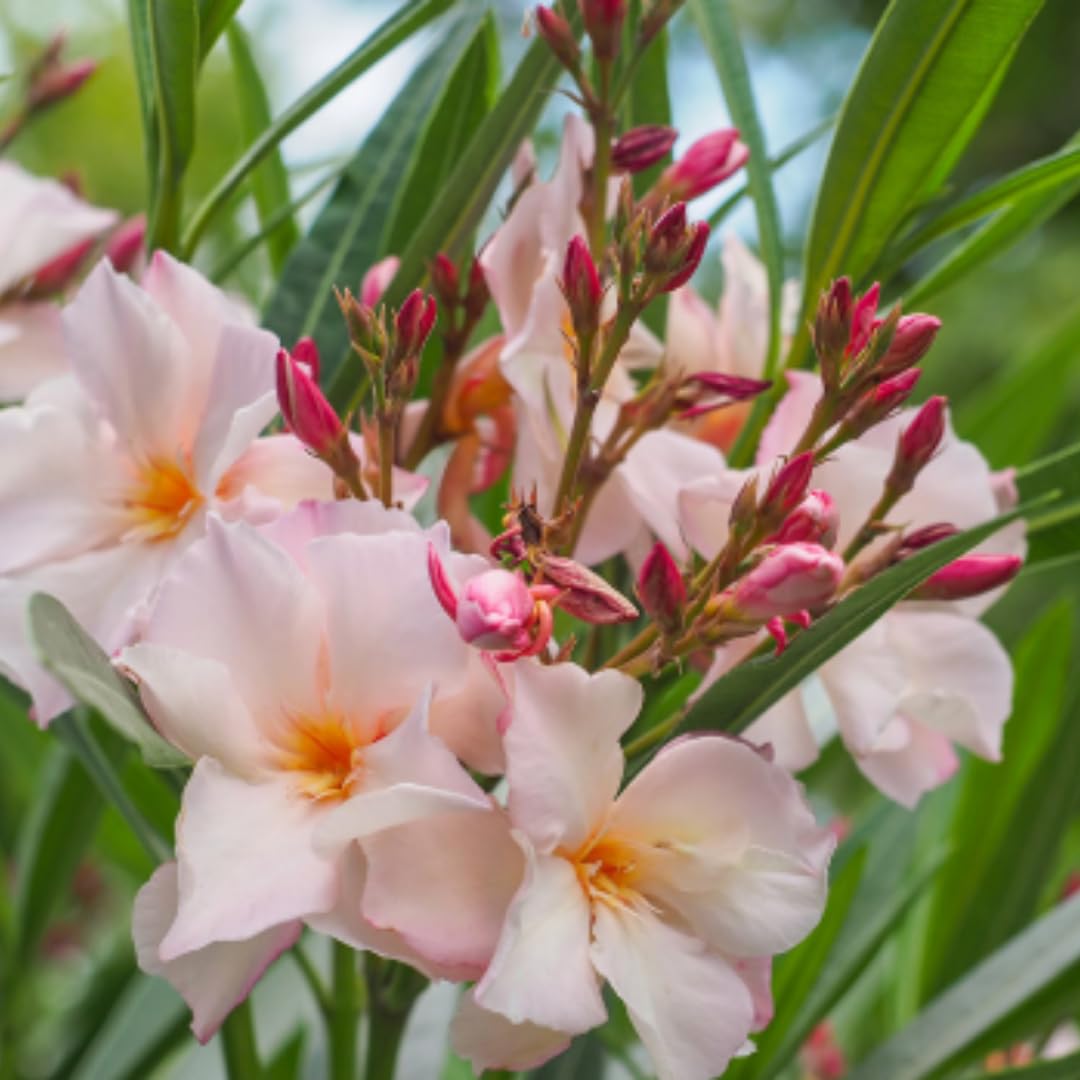 Oleander Plants Live, 2 Small Plants, Live Oleander Flower Plants, Tropical Plant Live Shrub Garden (Salmon)