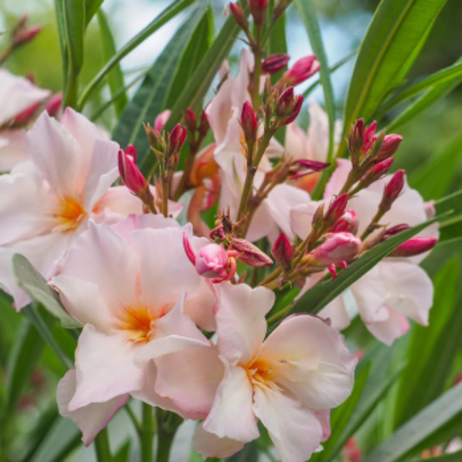 Oleander Plants Live, 2 Small Plants, Live Oleander Flower Plants, Tropical Plant Live Shrub Garden (Salmon)