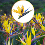Bird of Paradise Plant - Live Tropical Ornamental Houseplant, Indoor and Outdoor Planting, Zones 9-11 (Yellow)