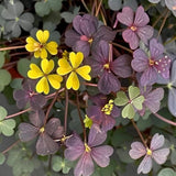 Live Burgundy Yellow Oxalis Plant, Shamrock Plant, 4-8 Inches Tall, Ready for Planting