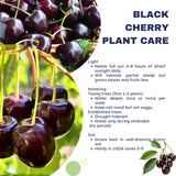 2 Wild Black Cherry Trees Live Plants, Sweet Cherry Plant Live Fruit Tree, 12-18 Inc Height, Cold Hardy Cherry Tree Plant for Planting, Bareroots Dormant